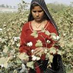 raw_cotton1