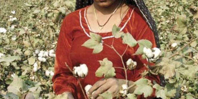 Raw Cotton in Pakistan