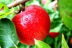 Apple Trees