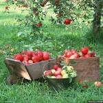 apple (1)