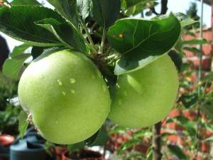 apple.