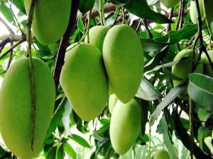 Mango Tree mangoes of pakistan