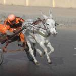Donkey Cart TOP