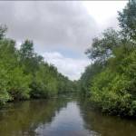 mangroves (1)