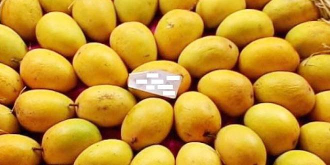 Alphonso Mango