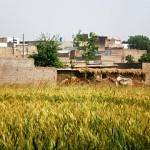 seri-bahlol (3)
