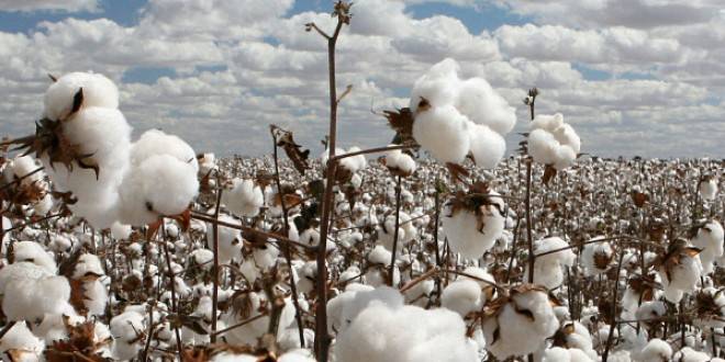 Cotton Fabric